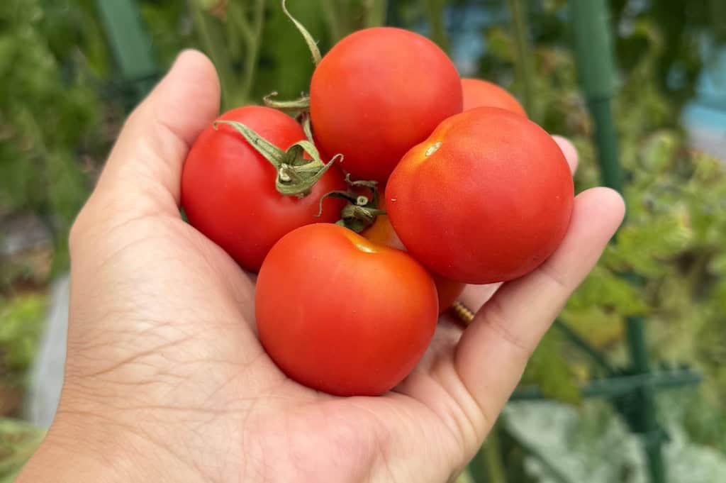 Large Red Cherry Tomatoes